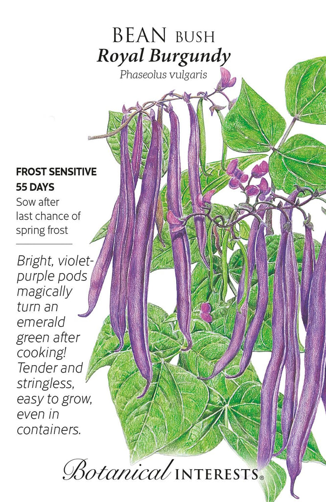 Royal Burgundy Bush Bean Seed