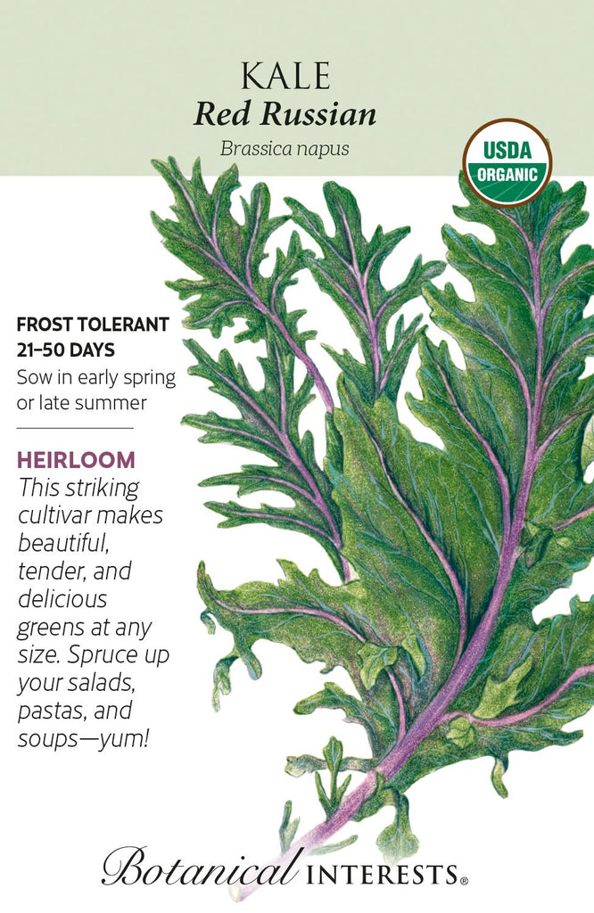 Red Russian Kale Seeds