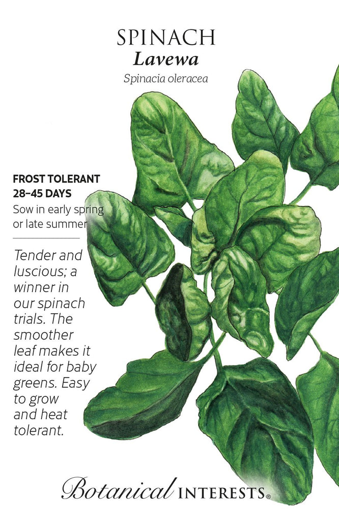 Lavewa Spinach Seeds