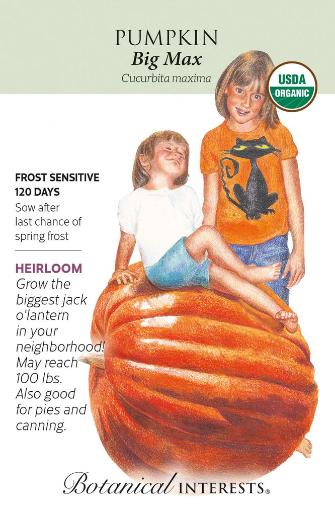 Big Max Pumpkin Seeds