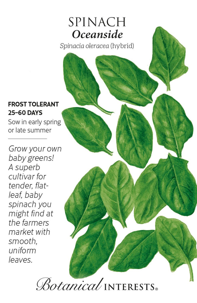 Oceanside Spinach Seeds