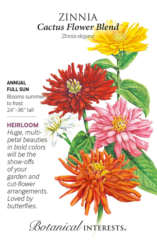 Cactus Flower Blend Zinnia Seeds