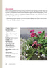 Bricks ‘n Blooms Guide/Beautiful & Easy Care Flower Garden