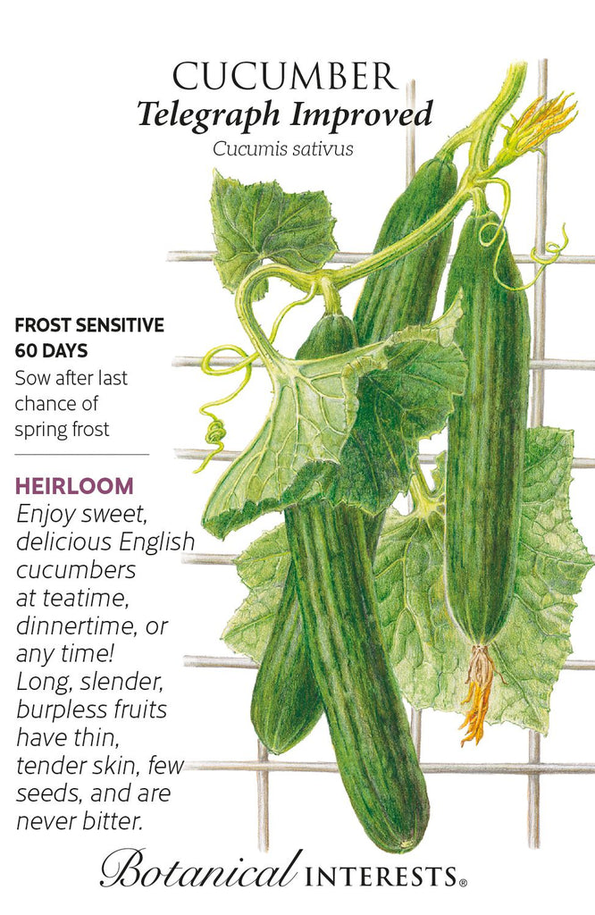 English Telegraph Cucumber Organic Seed