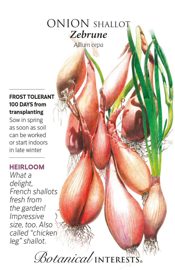 Zebrune Shallot Onion Seeds