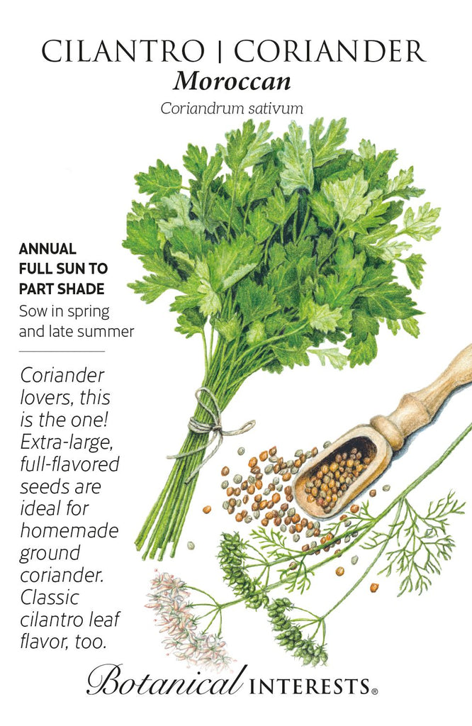 Moroccan Coriander Cilantro Seeds