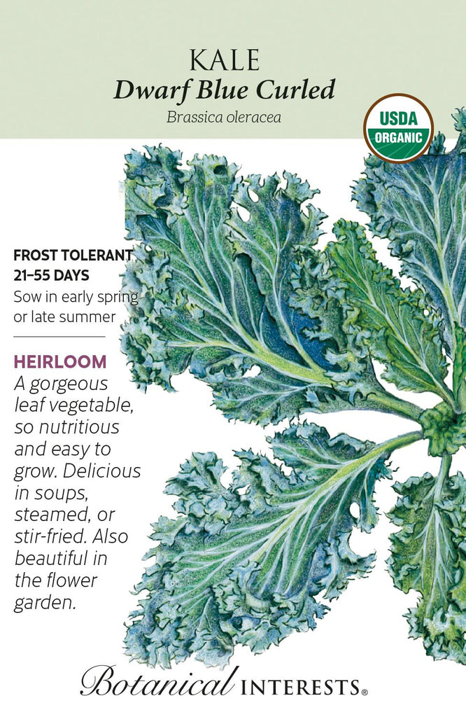 Dwarf Blue Curled Kale Seed