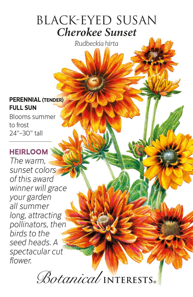 Cherokee Sunset Black Eyed Susan Seeds