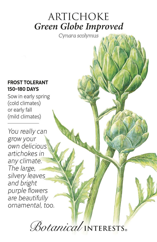 Green Globe Improved Artichoke