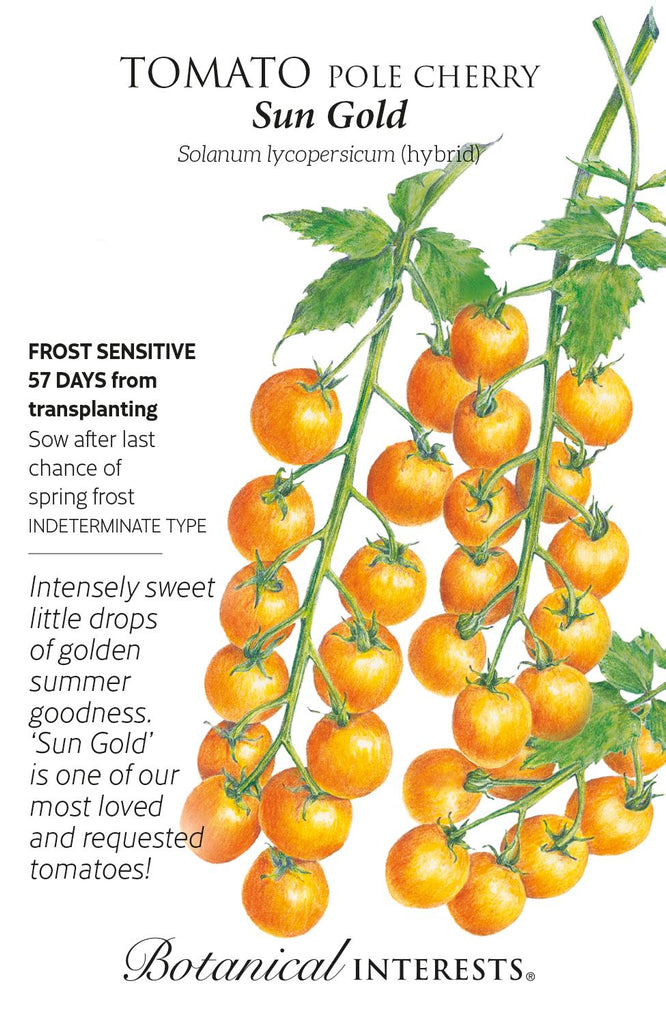 Sun Gold Pole Cherry Tomato