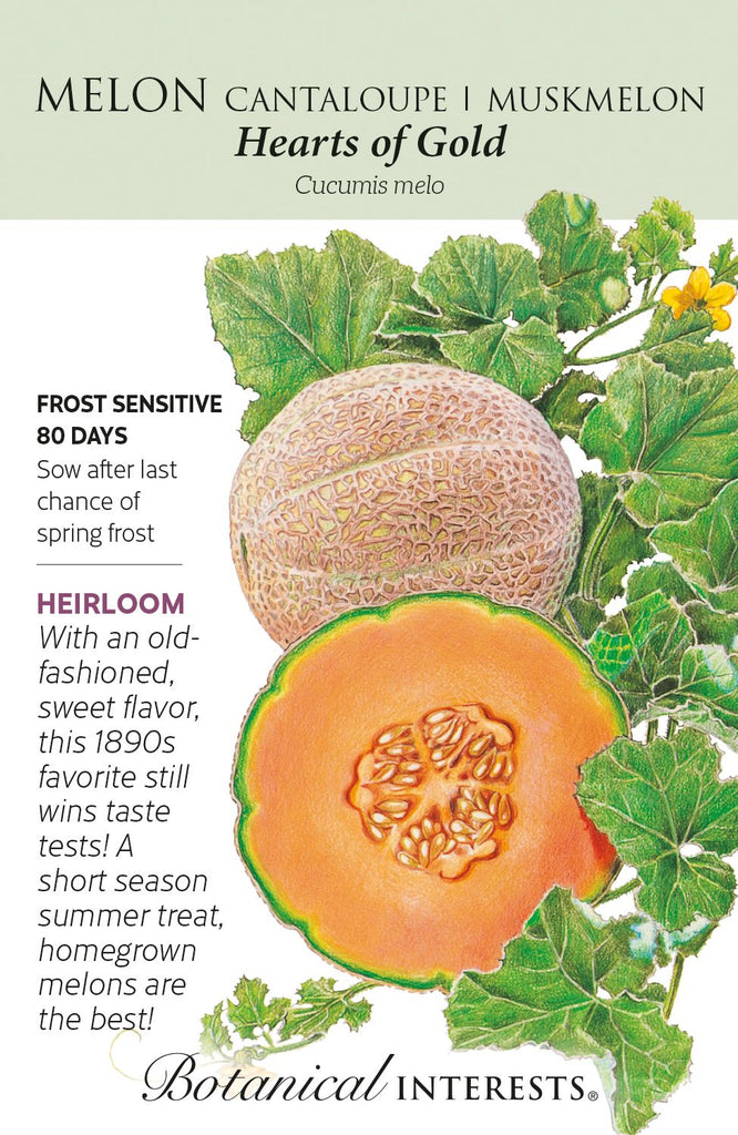 Hearts of Gold Cantaloupe Muskmelon Organic Seeds