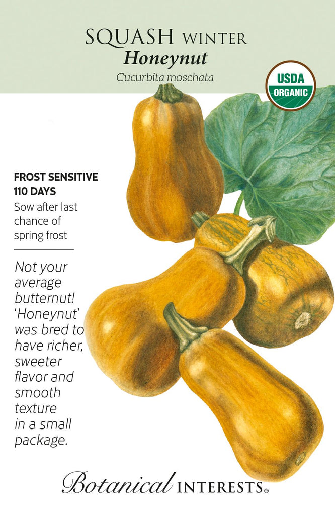 Honeynut Winter Squash