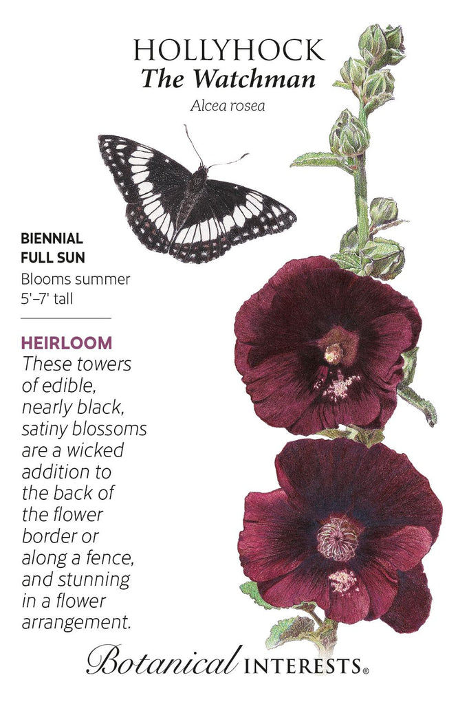 The Watchman Hollyhock Seeds