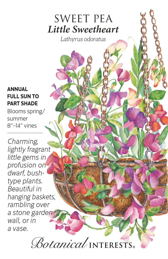 Little Sweetheart Sweet Pea Seeds