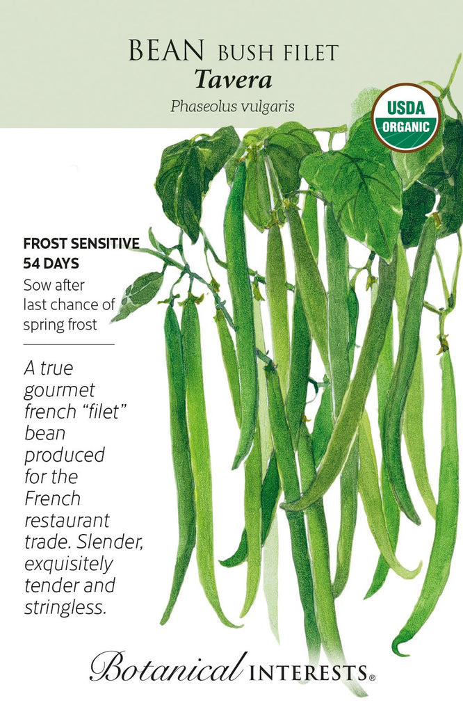 Tavera French Filet Bush Bean Seed