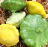 Patty Pan Scallop Summer Squash Blend Seeds