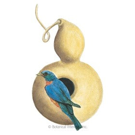 Hard Shelled Birdhouse Gourd