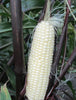 Martian Jewels Sweet Organic Corn Seed