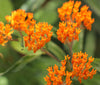 Milkweed, Butterfly Flower Seed