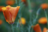 California Poppy Wildflower Seeds