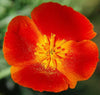 California Poppy Wildflower Seeds