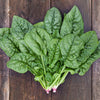 Bloomsdale Long Standing Spinach Seed