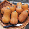 Honeynut Winter Squash