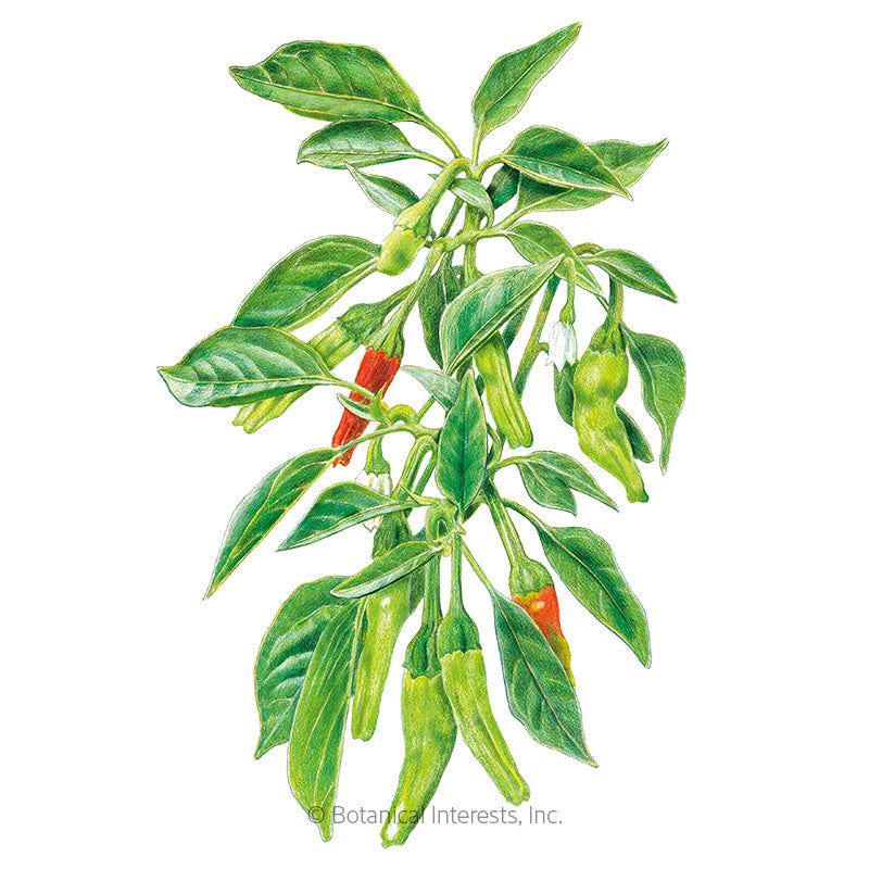 Shishito Sweet Pepper Seeds