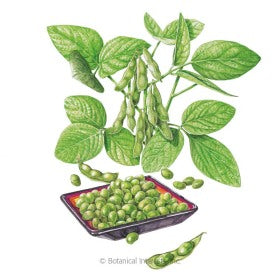 Chiba Green Edamame Seeds