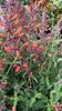 Hummingbird Haven Flower Seed Mix