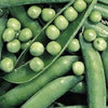 Green Arrow Shelling Pea Seed