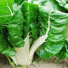 Fordhook Giant Chard Organic Seed