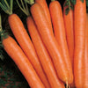 Scarlet Nantes Carrot Seed