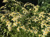German Chamomile Herb Seed