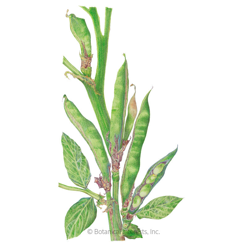 Windsor Fava Bean