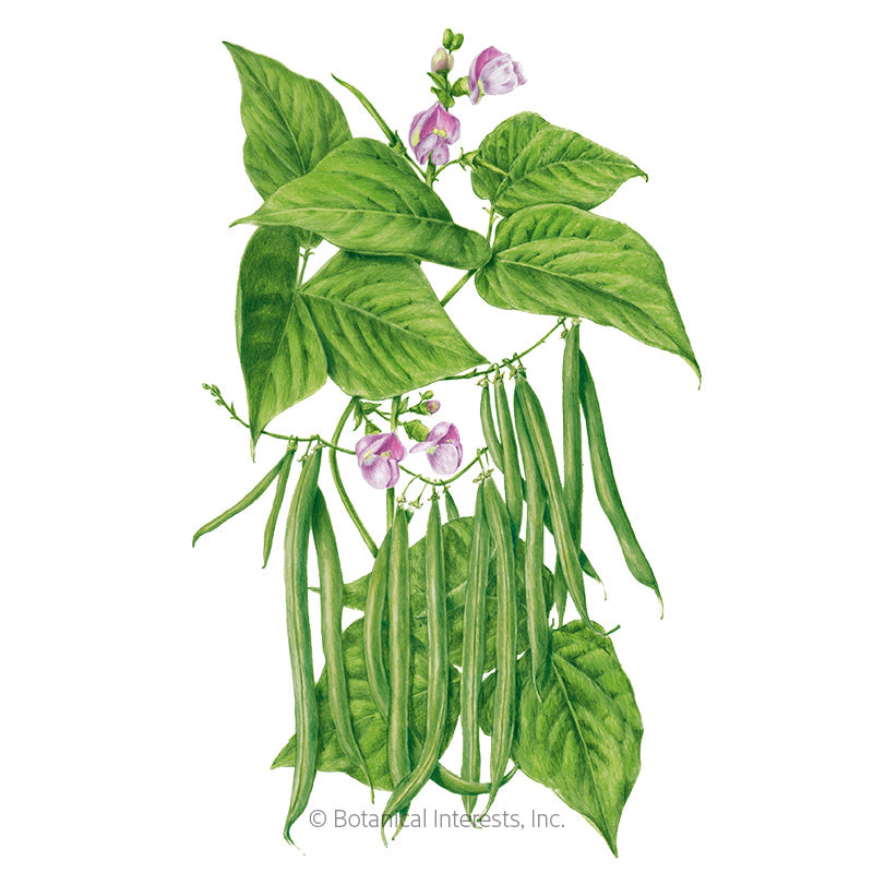 Provider Bush Bean Seed