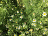 German Chamomile Herb Seed