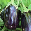 Black Beauty Eggplant Seed