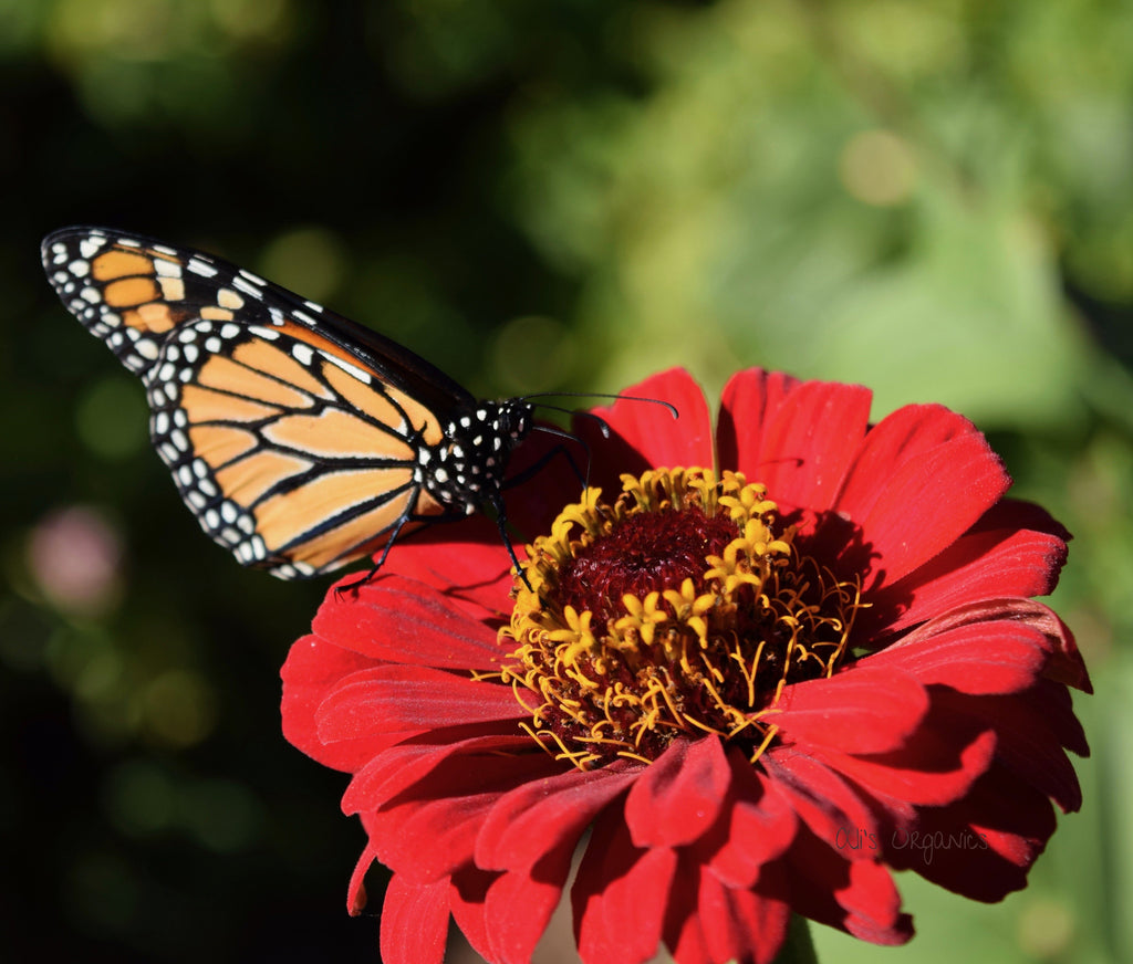 Precious Pollinators Flower Mix