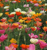 California Poppy Wildflower Seeds