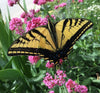 Bring Home the Butterflies Flower Seed Mix
