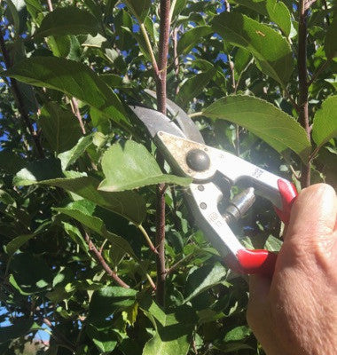 Learn to Prune & Care for Fruit Trees Workshop 2024