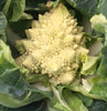 Romanesco Cauliflower