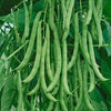 Kentucky Wonder Pole Bean