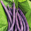 Royal Burgundy Bush Bean Seed