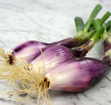 Red of Florence Onion Seed