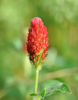 Crimson Clover Cover Crop Seed