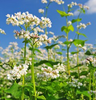 Common Buckwheat Cover Crop Seed