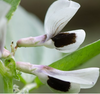 Fava Bean Cover Crop