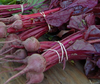 Bull's Blood Beet Organic Seed